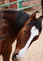 Marwari Horse_01